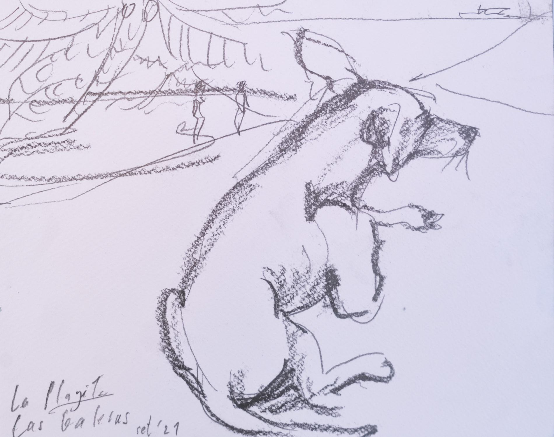 perro La Playita
